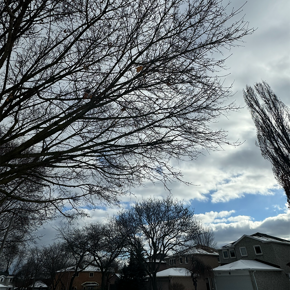 This is audio of a windy day close to where I currently live (in person you can hear the rustling of the trees better).